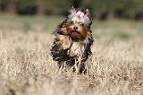 YORKSHIRE TERRIER 260